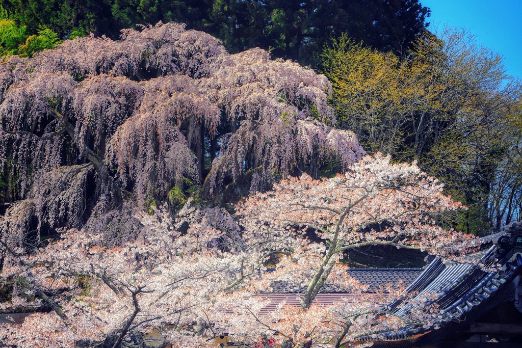 三春の桜①