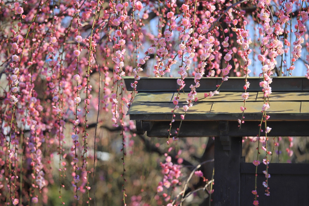 和の花