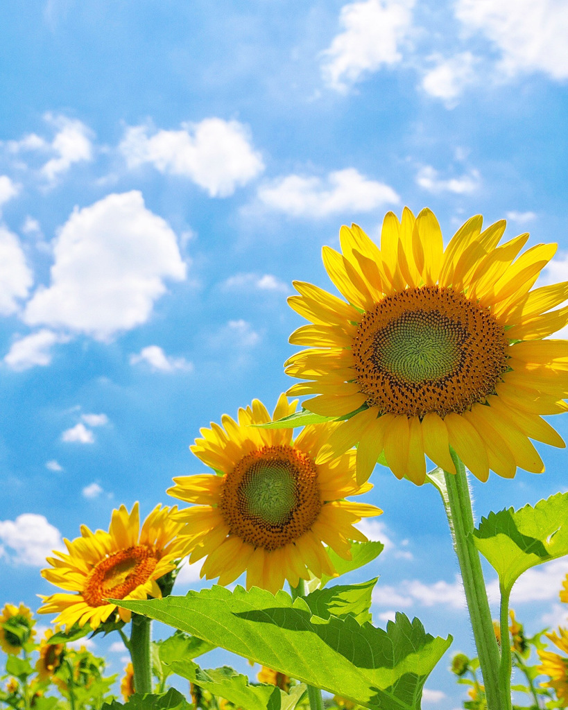 夏の空に