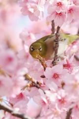 河津桜次郎