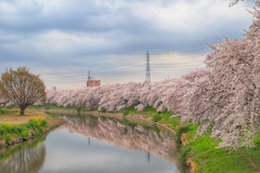 ピンクの散歩道