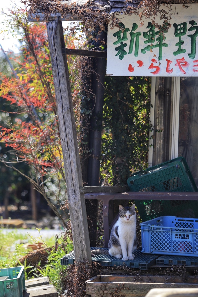 看板猫