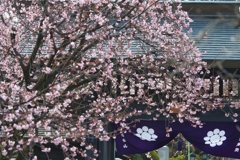 安行桜