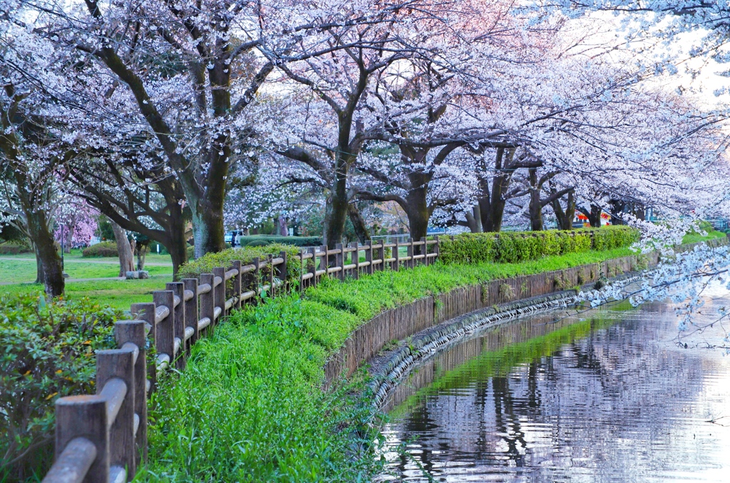 あの日の桜