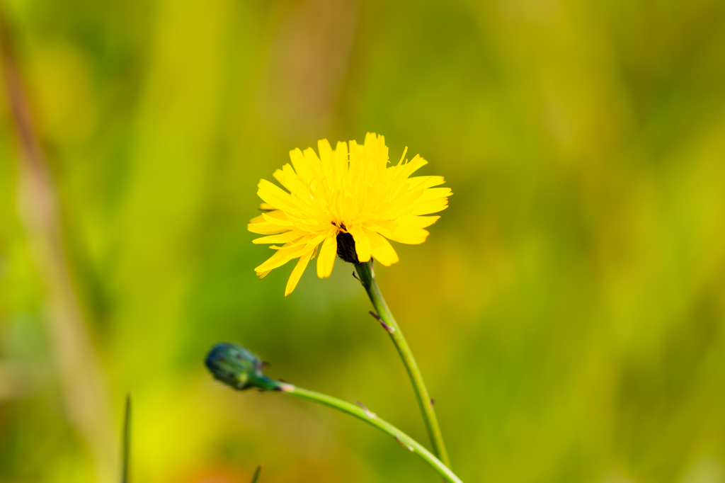 EF300mm F4L IS USM③