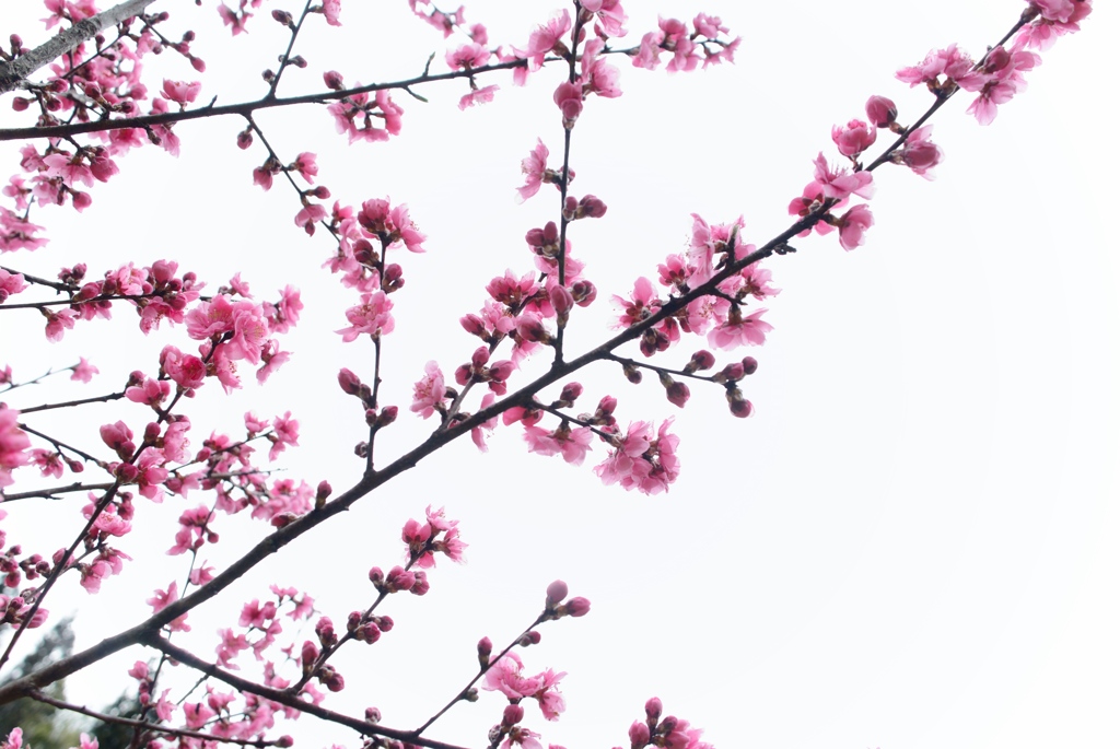 花桃