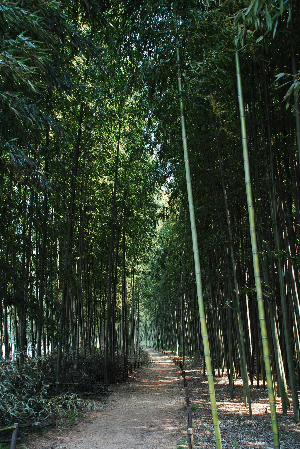 一本道