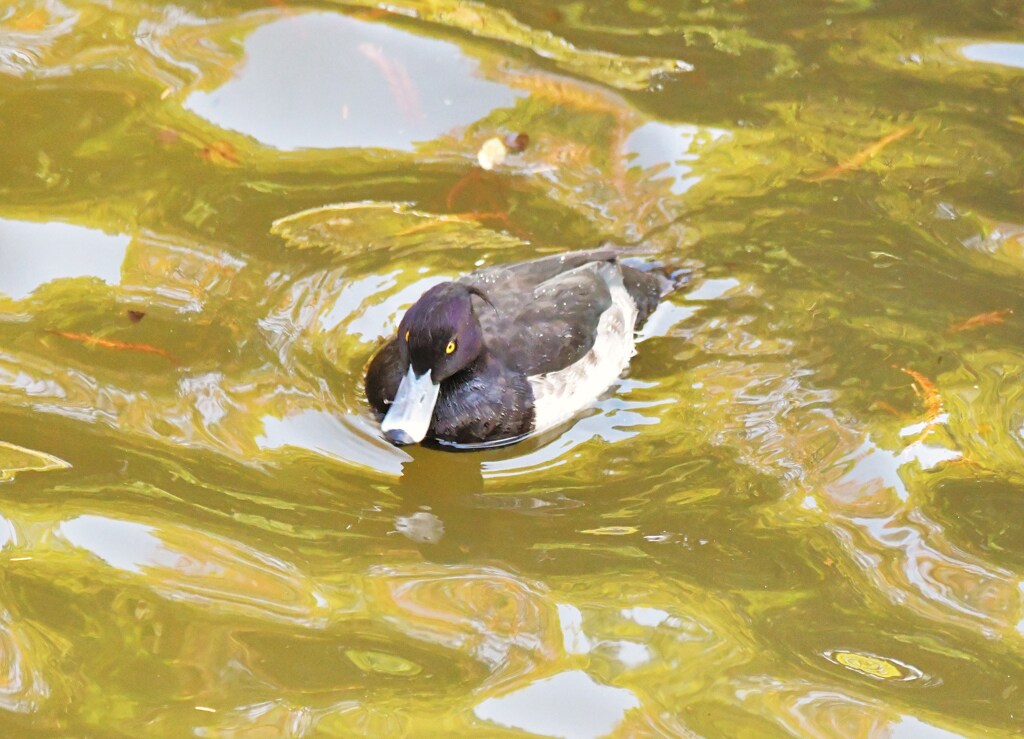 キンクロハジロ