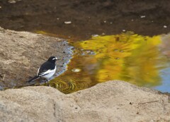 セグロセキレイキ