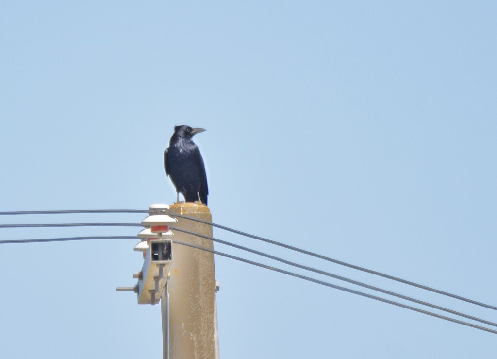 ハシブトガラス