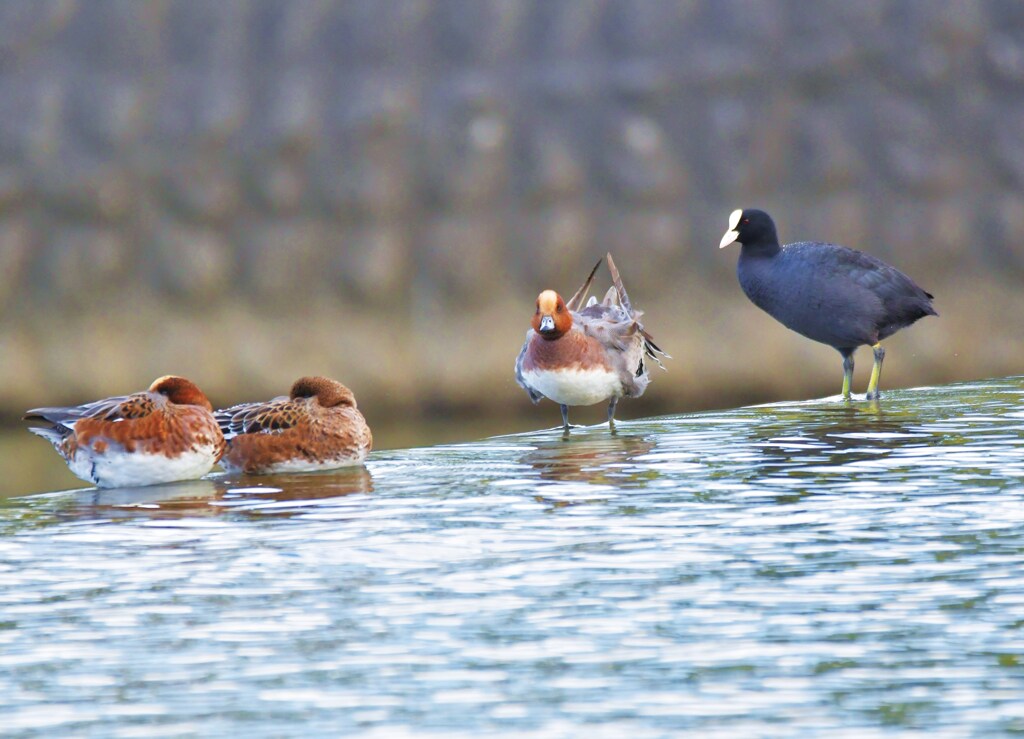 オオバンとヒドリガモ