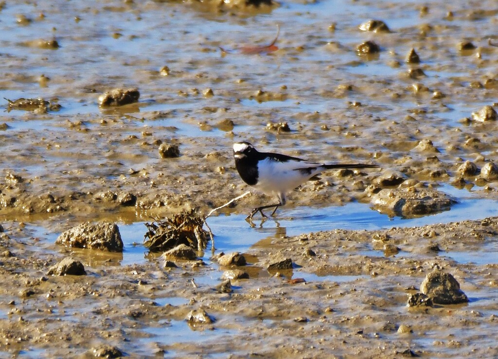 セグロセキレイ