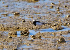 セグロセキレイ