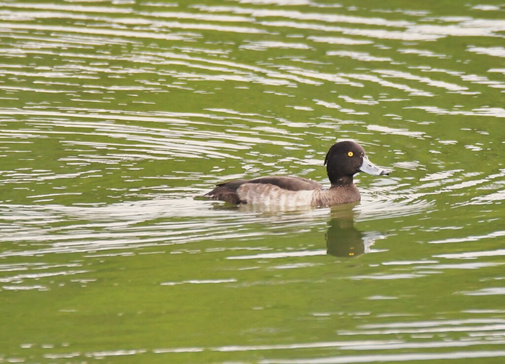 キンクロハジロ