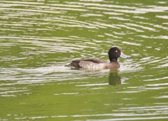 キンクロハジロ