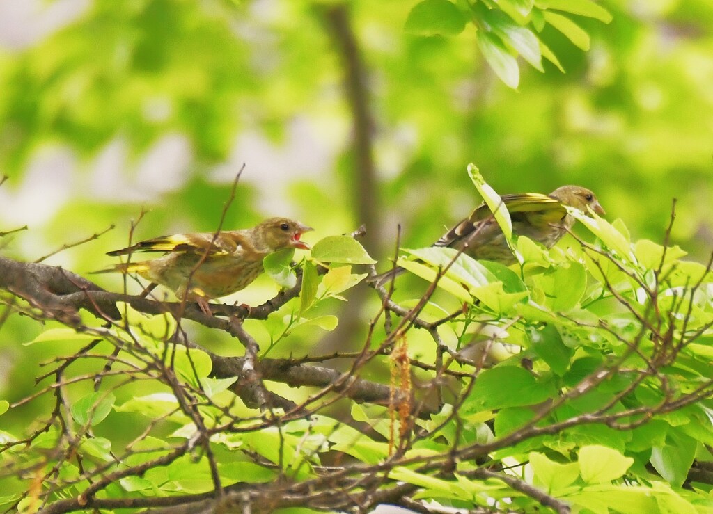 カワラヒワ
