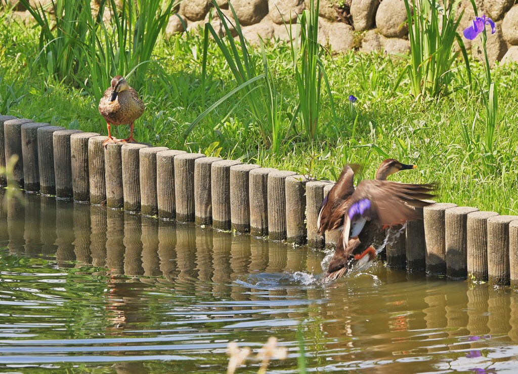 カルガモ
