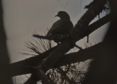 アオバト