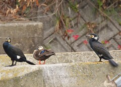 カワウとカルガモ