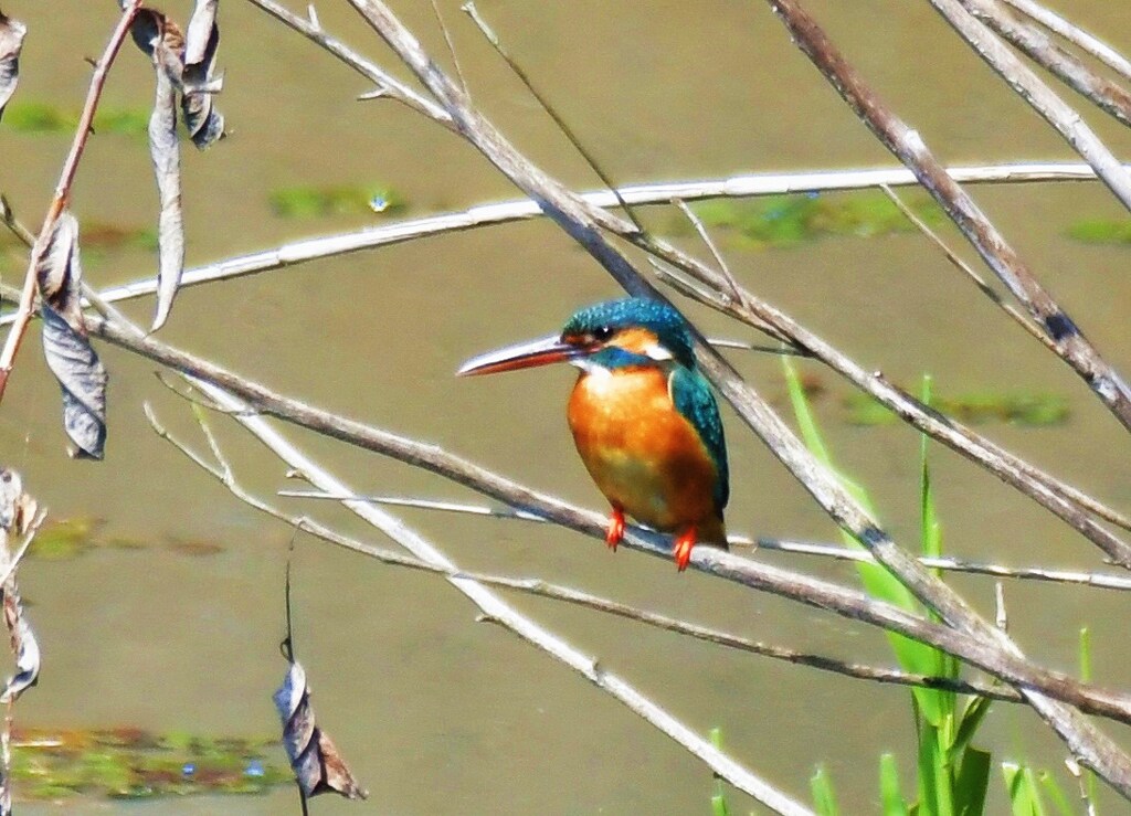 カワセミ