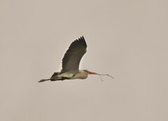 アオサギ