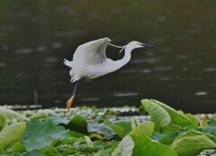 コサギ