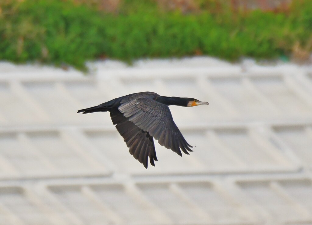 カワウ