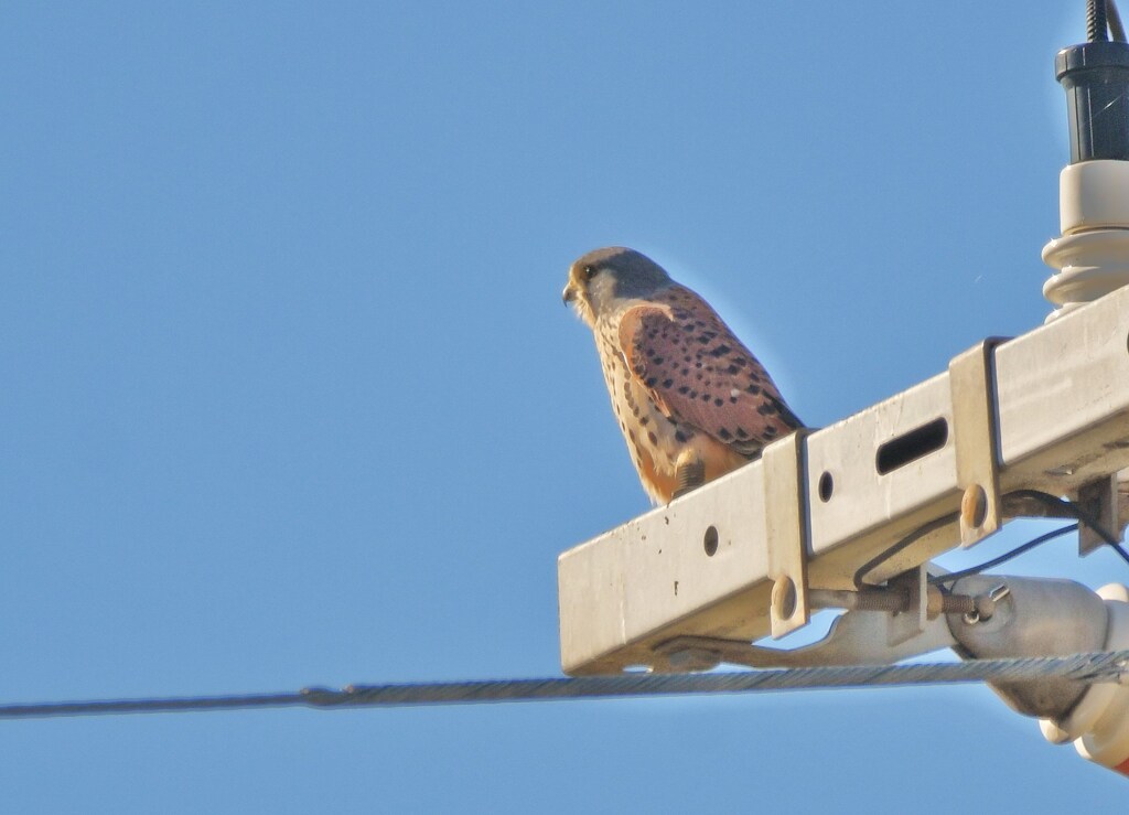 チョウゲンボウ