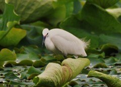 ダイサギ