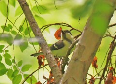 シジュウカラ