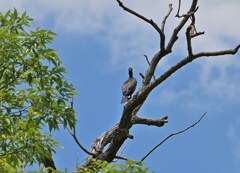 カワウ