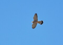 チョウゲンボウ