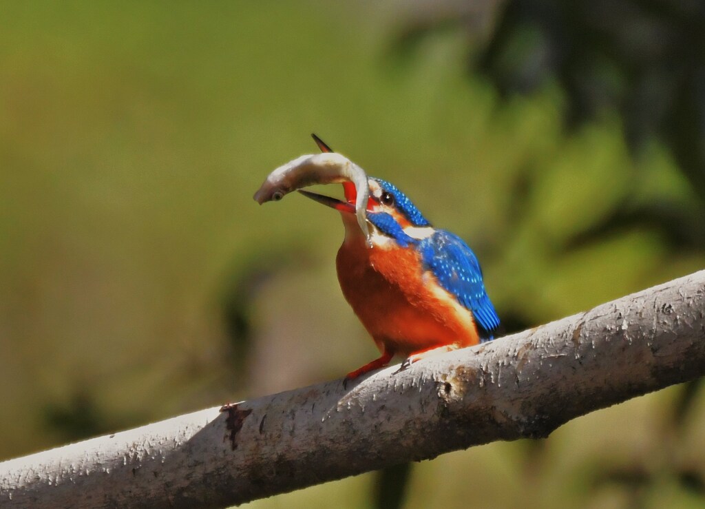 カワセミ