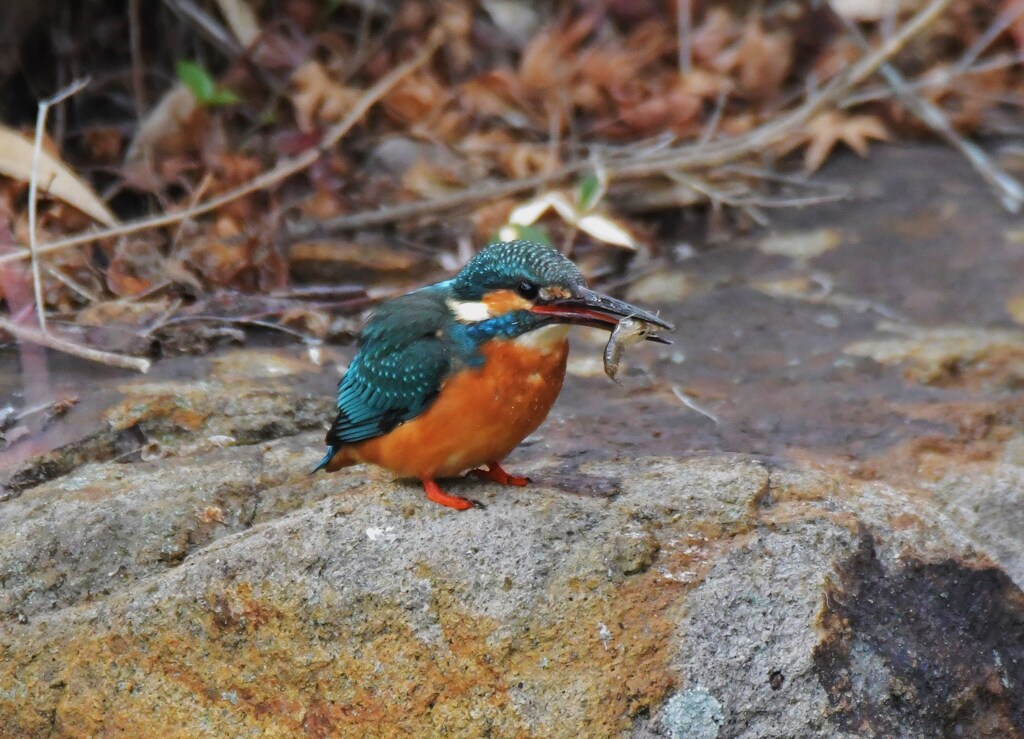 カワセミ