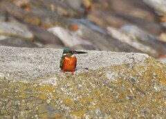 カワセミ