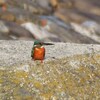 カワセミ