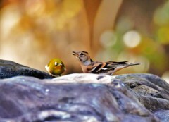 アトリ･メジロ