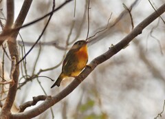 ソウシチョウ