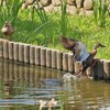 カルガモ