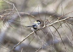 シジュウカラ