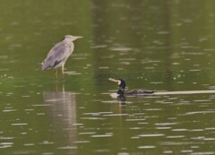 カワウ+アオサギ