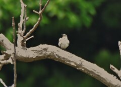 セグロセキレイ幼鳥
