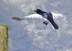 セグロセキレイ