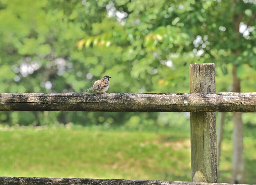 スズメ