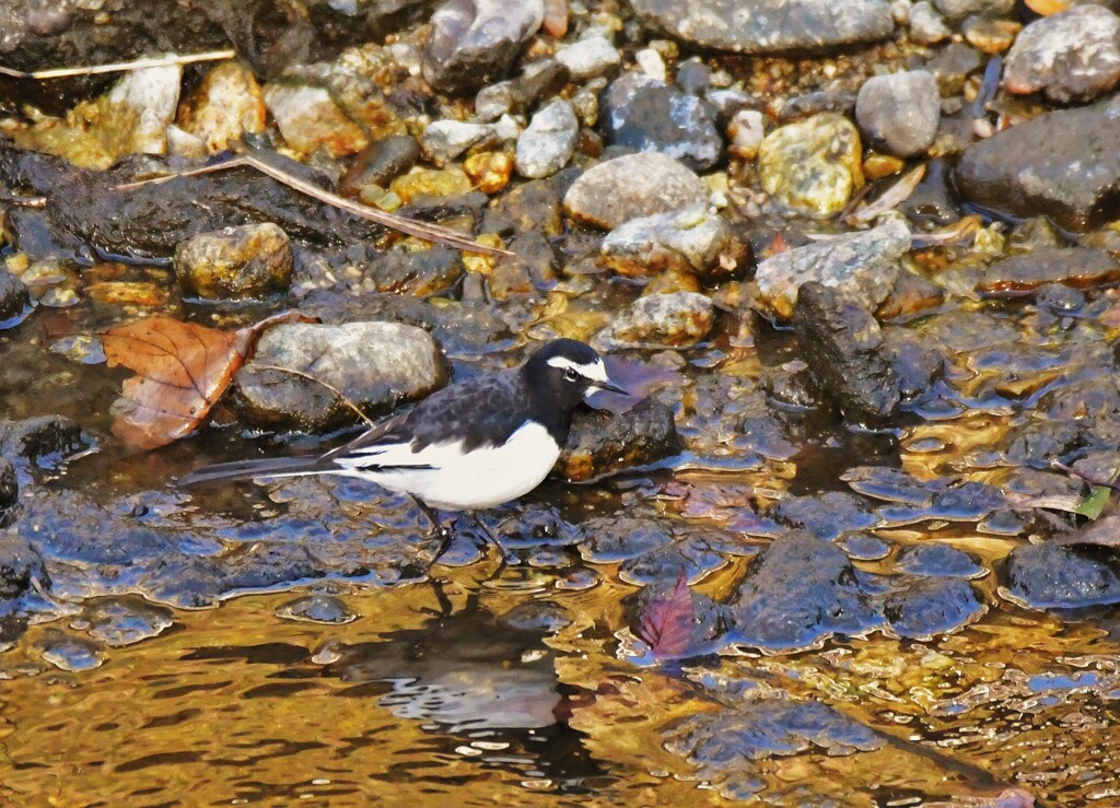 セグロセキレイ