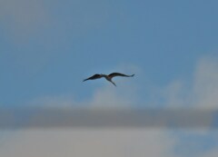 コウノトリ
