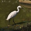 コサギ
