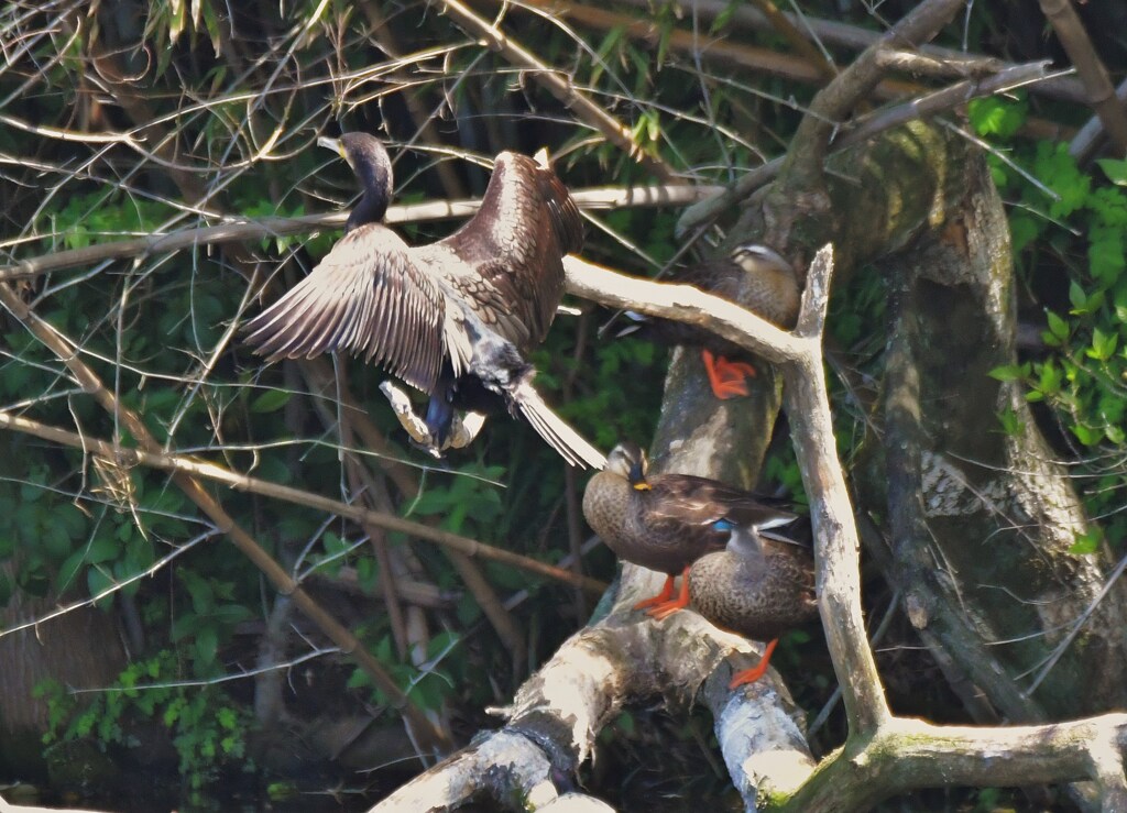 カワウたち