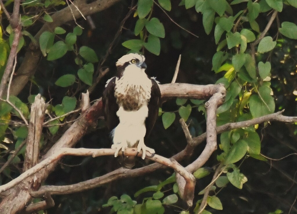 ミサゴ