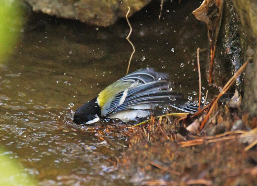 シジュウカラ